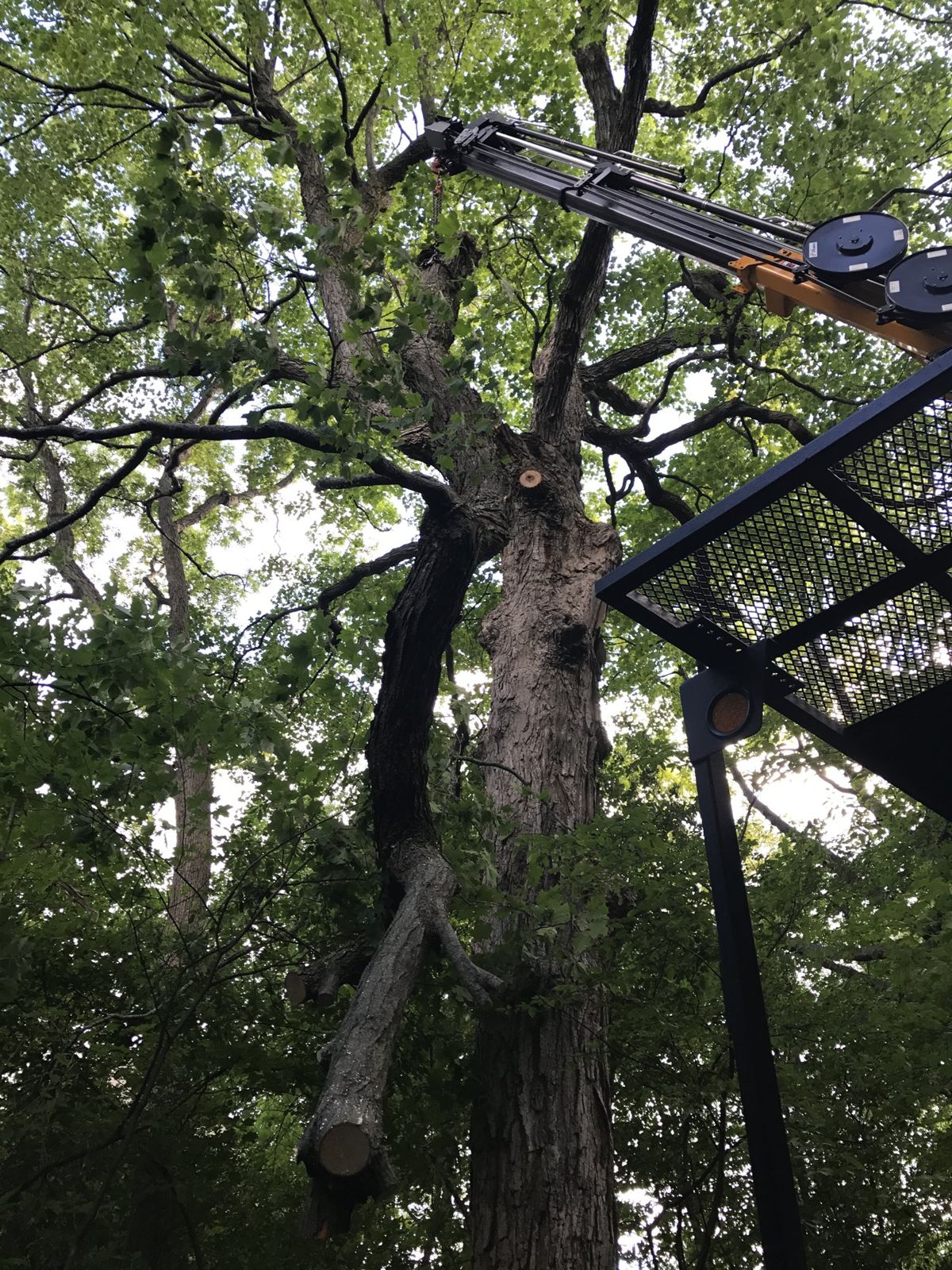 Looking up into a tree canopy from an aerial lift